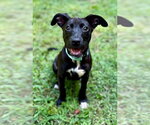 Small #1 Mountain Cur-Whippet Mix