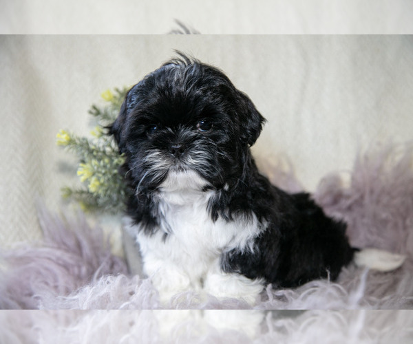 Medium Photo #5 Shih Tzu Puppy For Sale in MIDDLEBURY, IN, USA