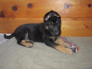 German Shepherd Dog Puppy for sale in BLUE RIVER, WI, USA