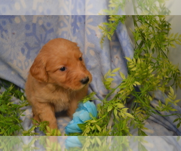 Medium Photo #3 Golden Retriever Puppy For Sale in GREENWOOD, WI, USA