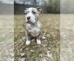 Small Photo #17 American Bully Puppy For Sale in LANCASTER, PA, USA