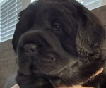 Puppy Dozer Cocker-Pei