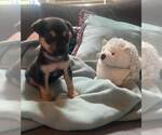Small #7 Labrador Retriever Mix
