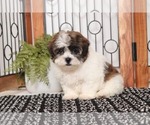 Small Photo #2 Shih-Poo Puppy For Sale in NAPLES, FL, USA