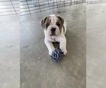 Small Photo #6 English Bulldog Puppy For Sale in LA VERNIA, TX, USA