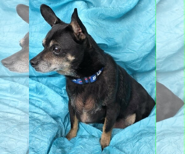 Medium Photo #3 Rat-Cha Puppy For Sale in Cuba, NY, USA