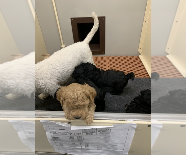 Medium Photo #5 Poodle (Miniature) Puppy For Sale in TIPPECANOE, IN, USA