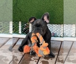 Puppy 1 French Bulldog