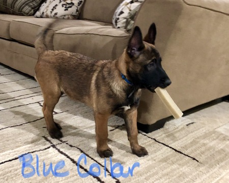 Medium Photo #1 Belgian Malinois Puppy For Sale in LINDALE, TX, USA