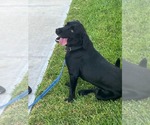 Small #2 Labrador Retriever Mix