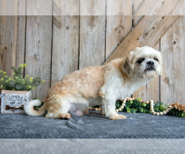 Medium Photo #1 Shih Tzu Puppy For Sale in GREENWICH, OH, USA
