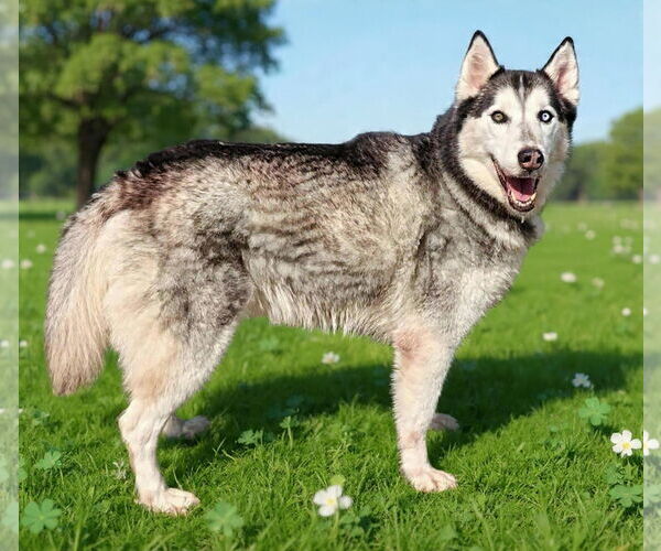 Medium Photo #7 Siberian Husky-Unknown Mix Puppy For Sale in Talladega, AL, USA