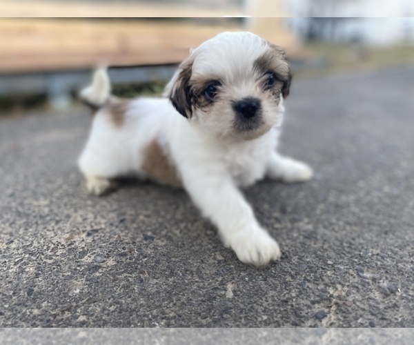Medium Photo #52 Shih Tzu Puppy For Sale in VENETA, OR, USA