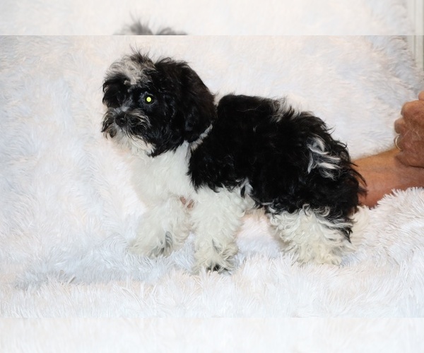 Medium Photo #4 ShihPoo Puppy For Sale in DYERSBURG, TN, USA