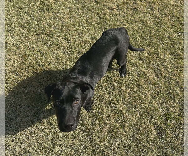 Medium Photo #3 - Mix Puppy For Sale in Scottsboro, AL, USA