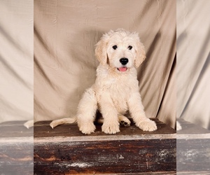 Goldendoodle Puppy for Sale in OCALA, Florida USA
