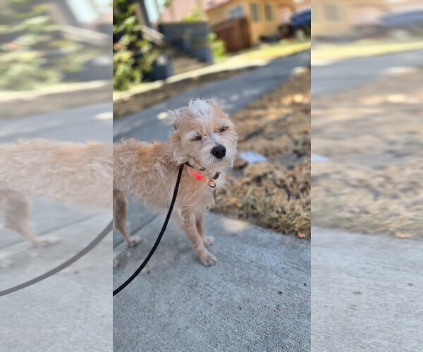 Medium Photo #2 Cairn Terrier-Unknown Mix Puppy For Sale in San Francisco, CA, USA