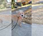 Small #1 Cairn Terrier Mix