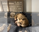 Small Photo #21 Welsh Cardigan Corgi Puppy For Sale in SUN PRAIRIE, WI, USA