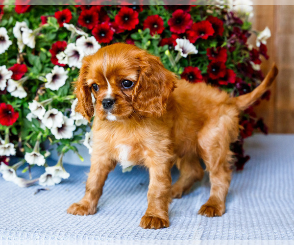 Medium Photo #6 Cavalier King Charles Spaniel Puppy For Sale in WAKARUSA, IN, USA