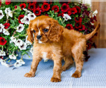 Small #5 Cavalier King Charles Spaniel