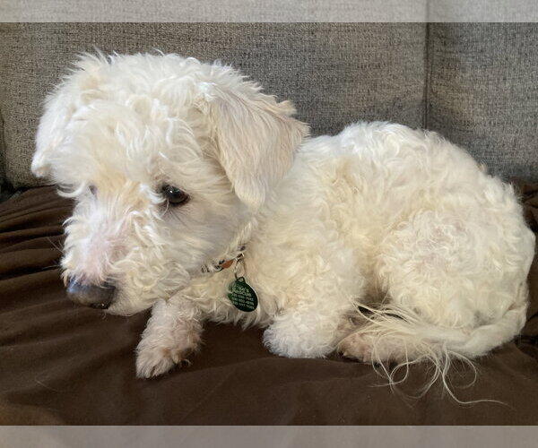 Medium Photo #8 Bichon Frise-Unknown Mix Puppy For Sale in Rootstown, OH, USA