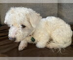 Small #7 Bichon Frise Mix