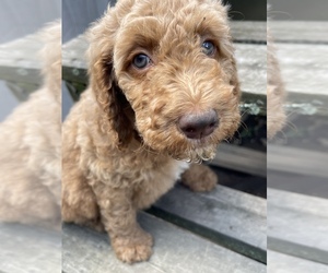 Goldendoodle Puppy for sale in DUNMORE, PA, USA