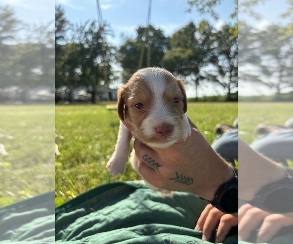 Medium Photo #10 Brittany Puppy For Sale in FISHER, IL, USA