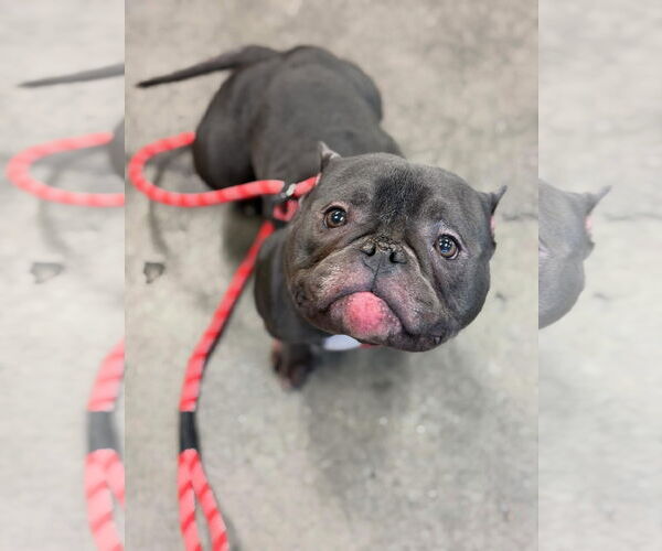 Medium Photo #4  Puppy For Sale in , 