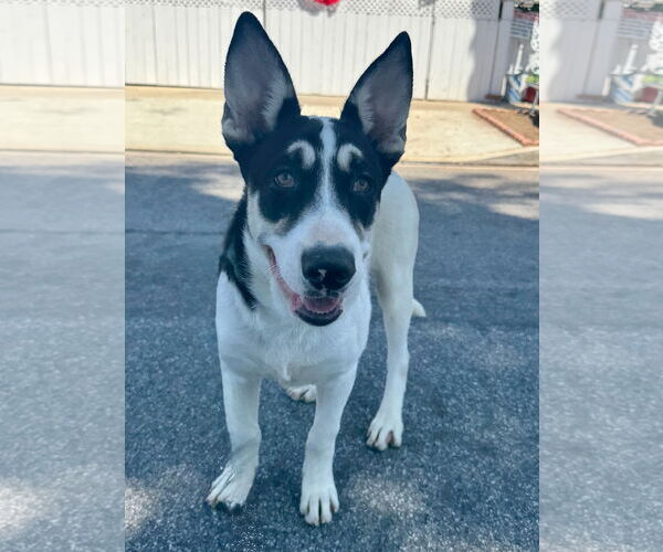 Medium Photo #4 Mutt Puppy For Sale in Newport Beach, CA, USA