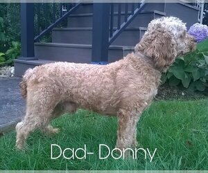 Father of the Goldendoodle-Poodle (Miniature) Mix puppies born on 09/26/2021