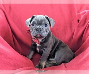French Bulldog Puppy for sale in STEVENS, PA, USA
