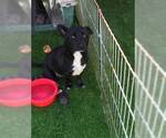 Small #3 Labrador Retriever