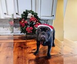 Small Photo #7 French Bulldog Puppy For Sale in MANSFIELD, TX, USA