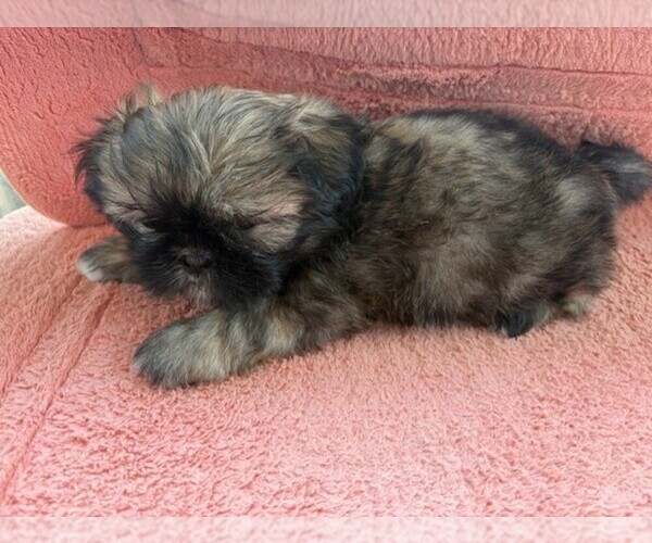 Medium Photo #6 Shih Tzu Puppy For Sale in S ZANESVILLE, OH, USA