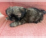 Small #5 Shih Tzu