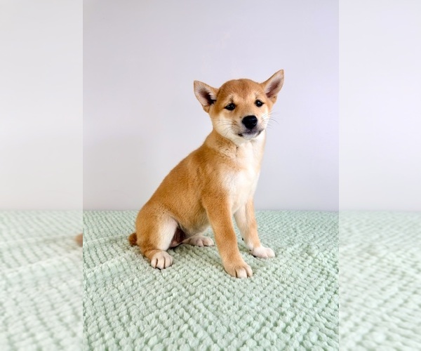 Medium Photo #4 Shiba Inu Puppy For Sale in GREENFIELD, IN, USA