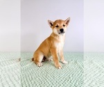 Small #3 Shiba Inu
