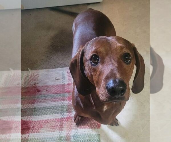 Medium Photo #1 Dachshund Puppy For Sale in Carrollton, TX, USA