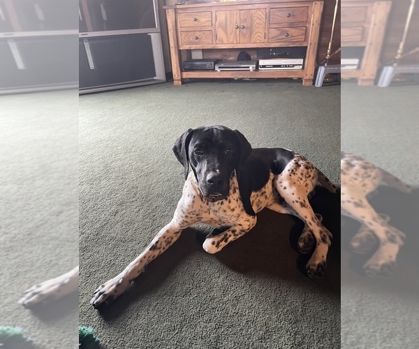 Medium Photo #1 German Shorthaired Pointer Puppy For Sale in ARGONNE, WI, USA
