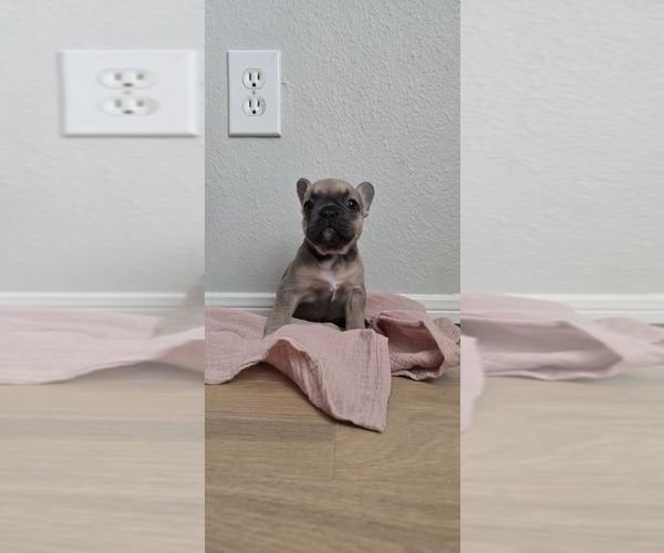 Medium Photo #3 French Bulldog Puppy For Sale in SPRING, TX, USA