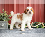 Puppy Winston Goldendoodle (Miniature)