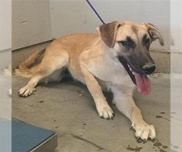 Medium Photo #1 German Shepherd Dog-Unknown Mix Puppy For Sale in Camarillo, CA, USA