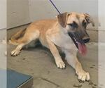 Small German Shepherd Dog Mix