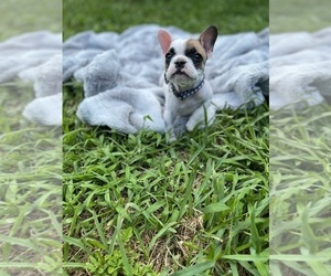 French Bulldog Puppy for Sale in FORT LAUDERDALE, Florida USA