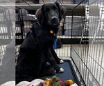 Small Photo #3 Great Dane-Labrador Retriever Mix Puppy For Sale in Claremore, OK, USA