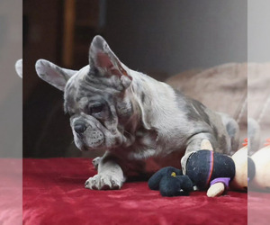 French Bulldog Puppy for sale in MADISON, AL, USA
