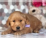 Small Photo #2 Golden Retriever Puppy For Sale in CLAY, PA, USA