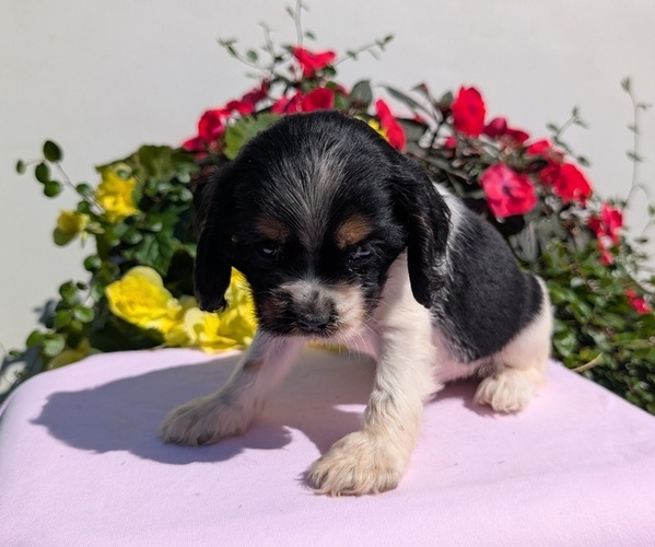 Medium Photo #6 Cocker Spaniel Puppy For Sale in GOSHEN, IN, USA